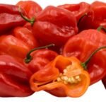 Fresh Red Hot Scotch Bonnet (Hot Pepper) Rodo.