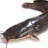 Frozen Catfish. Elevate your culinary creations with the quality and convenience of our premium Frozen Catfish. 2.5kg. 3 in a pack.(Cleaned and Gutted)
