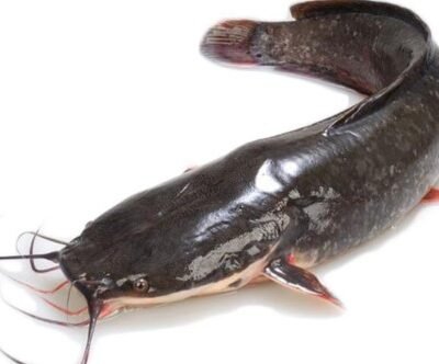Frozen Catfish. Elevate your culinary creations with the quality and convenience of our premium Frozen Catfish. 2.5kg. 3 in a pack.(Cleaned and Gutted)
