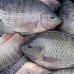 Frozen Tilapia. Tilapia is an easy-to-prepare fish that is relatively inexpensive. (Cleaned and Gutted)