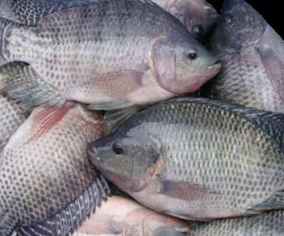 Frozen Tilapia. Tilapia is an easy-to-prepare fish that is relatively inexpensive. (Cleaned and Gutted)