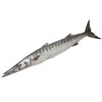 Barracuda Fish (Steak) 2kg