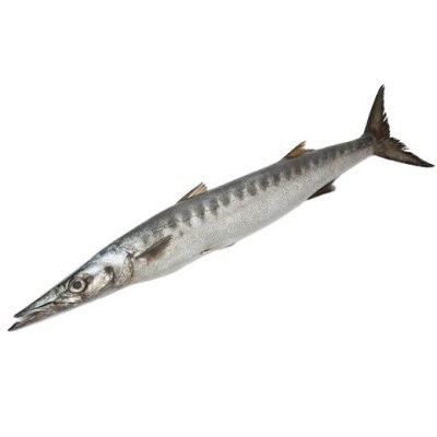 Barracuda Fish (Steak) 2kg
