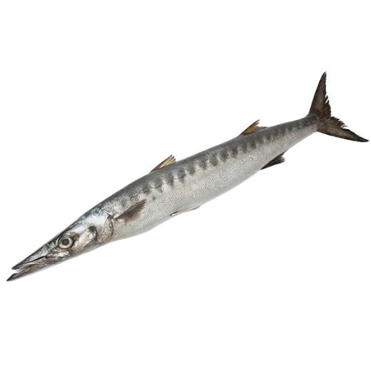 Barracuda Fish (Steak) 2kg